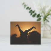 Carte Postale Giraffe (Giraffa camelopardalis) Paire (Debout devant)