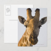 Carte Postale Giraffe (Giraffa camelopardalis) portrait, Imire (Devant / Derrière)
