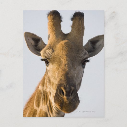 Carte Postale Giraffe (Giraffa camelopardalis) portrait, Imire (Devant)
