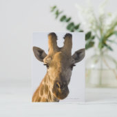 Carte Postale Giraffe (Giraffa camelopardalis) portrait, Imire (Debout devant)