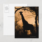 Carte Postale Giraffe (Giraffa camelopardalis) silhouette (Devant / Derrière)