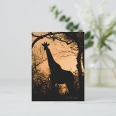Carte Postale Giraffe (Giraffa camelopardalis) silhouette (Debout devant)