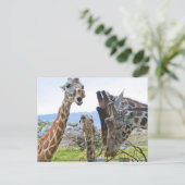 Carte postale Giraffe Gossip (Debout devant)
