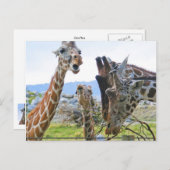 Carte postale Giraffe Gossip (Devant / Derrière)