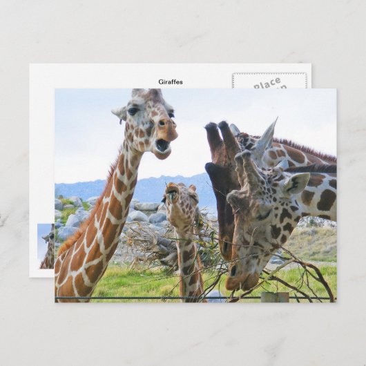 Carte postale Giraffe Gossip (Devant / Derrière)