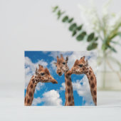 Carte Postale Giraffe Gossip Girls (Debout devant)