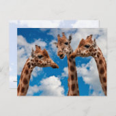 Carte Postale Giraffe Gossip Girls (Devant / Derrière)