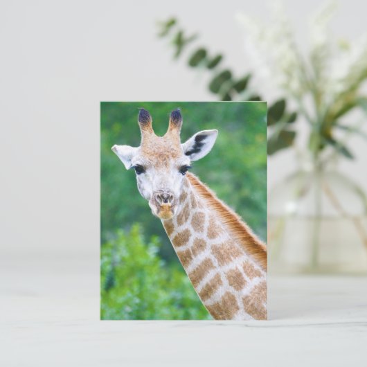 Carte Postale Giraffe Gros plan (Debout devant)