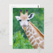 Carte Postale Giraffe Gros plan (Devant / Derrière)