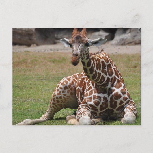 Carte Postale Giraffe Lounge (Devant)