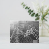 Carte Postale Giraffe Love (Debout devant)