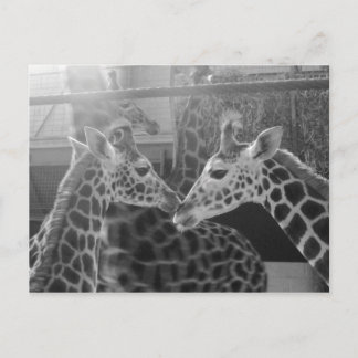 Carte Postale Giraffe Love