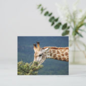 Carte Postale Giraffe mangeant un peu de feuille (Debout devant)