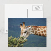 Carte Postale Giraffe mangeant un peu de feuille (Devant / Derrière)
