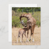 Carte Postale Giraffe Mère et bébé au Kenya (Devant / Derrière)
