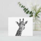 Carte Postale Giraffe noire et blanche (Debout devant)