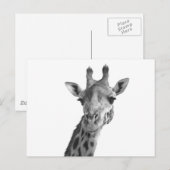 Carte Postale Giraffe noire et blanche (Devant / Derrière)