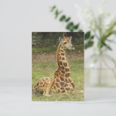 Carte Postale Giraffe Photo (Debout devant)