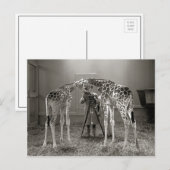 Carte Postale Giraffe Portrait, 1926 (Devant / Derrière)