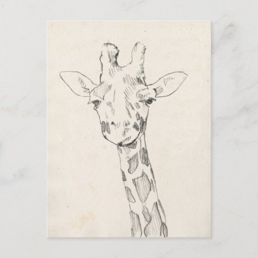 Carte Postale Giraffe Portrait | Croquis (Devant)