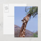 Carte Postale Giraffe réticulée (Devant / Derrière)