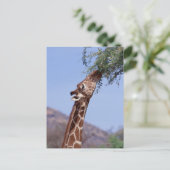 Carte Postale Giraffe réticulée (Debout devant)