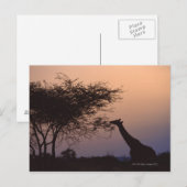 Carte Postale Giraffe réticulée (Devant / Derrière)