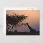 Carte Postale Giraffe réticulée 2 (Devant / Derrière)