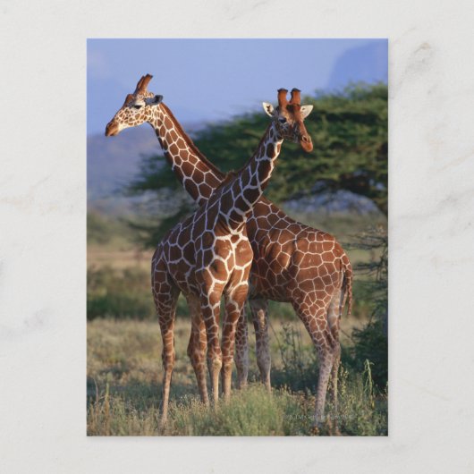 Carte Postale Giraffe réticulée 2 (Devant)