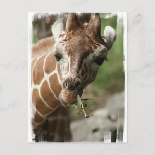 Carte postale Giraffe Snack (Devant)