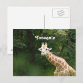 Carte Postale Giraffe tanzanienne (Devant / Derrière)