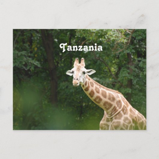 Carte Postale Giraffe tanzanienne (Devant)