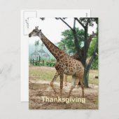 Carte postale Giraffe thanksgiving (Devant / Derrière)