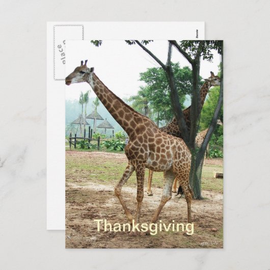 Carte postale Giraffe thanksgiving (Devant / Derrière)