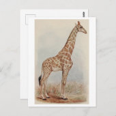 Carte Postale Giraffe vintage (Devant / Derrière)