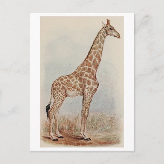 Carte Postale Giraffe vintage (Devant)