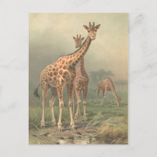 Carte Postale Giraffe vintage 1894 Imprimer Plaines africaines