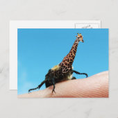 Carte postale Giraffebeetle (Devant / Derrière)
