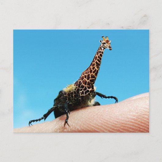 Carte postale Giraffebeetle (Devant)