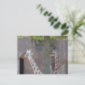 Carte postale Giraffes (Debout devant)