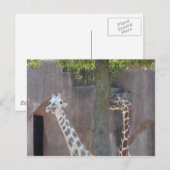 Carte postale Giraffes (Devant / Derrière)