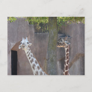 Carte postale Giraffes