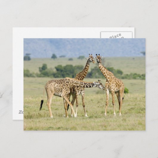Carte Postale Giraffes (Devant / Derrière)
