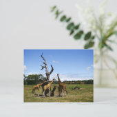 Carte Postale Giraffes (Debout devant)