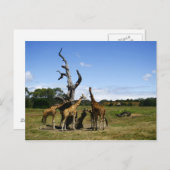 Carte Postale Giraffes (Devant / Derrière)