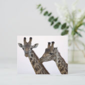 Carte Postale Giraffes (Debout devant)