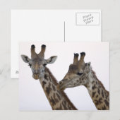 Carte Postale Giraffes (Devant / Derrière)