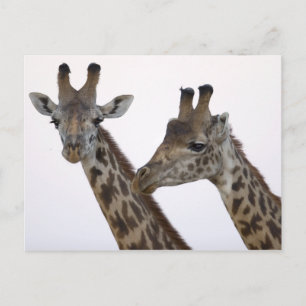 Carte Postale Giraffes