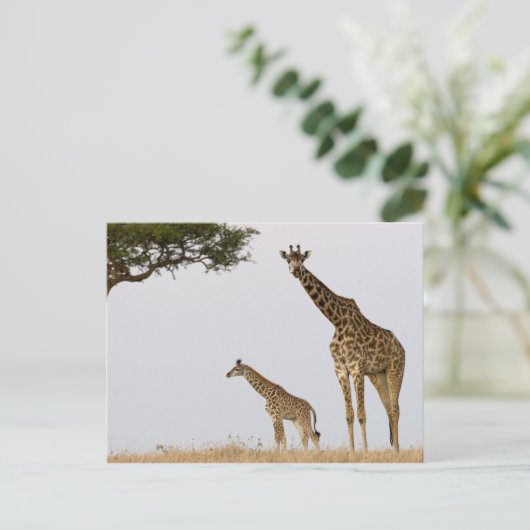 Carte Postale Giraffes (Debout devant)