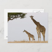 Carte Postale Giraffes (Devant / Derrière)